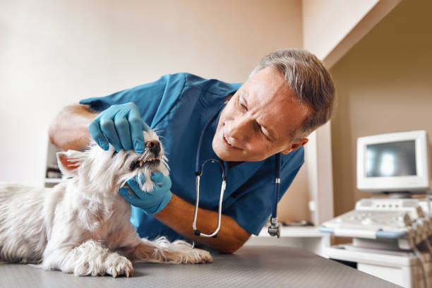 Best Emergency Dental Care for Trauma or Injury in Hartford, AL